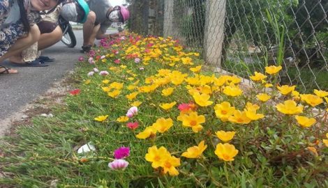 Ngất ngây với con đường hoa mười giờ ở Nam Định