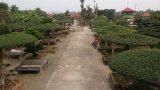 Mãn nhãn dàn cây độc bậc nhất đất Thành Nam