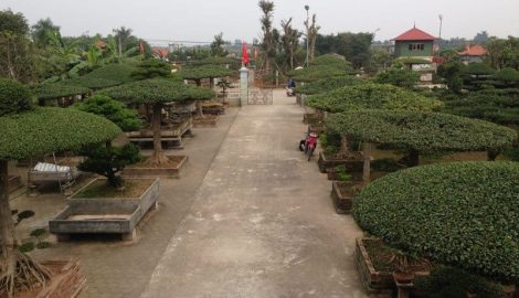 Mãn nhãn dàn cây độc bậc nhất đất Thành Nam