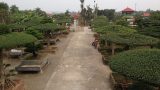 Mãn nhãn dàn cây độc bậc nhất đất Thành Nam
