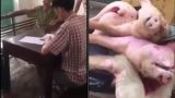 Nam Định: Thu gom lợn chết đi bán, bị công an tóm gọn