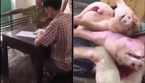 Nam Định: Thu gom lợn chết đi bán, bị công an tóm gọn