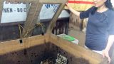 Nam Định: Người phụ nữ “hốt” bạc tỷ nhờ nuôi côn trùng
