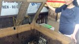 Nam Định: Người phụ nữ “hốt” bạc tỷ nhờ nuôi côn trùng