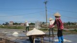 Hải Hậu: Bèo bọt hạt muối không nuôi nổi diêm dân