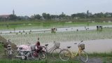 NTM làm thay đổi bộ mặt nông thôn Nam Định