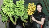Về Nam Định ngâm thơ Tú Xương, ăn chuối ngự