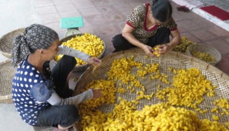 Để làng nghề Cổ Chất óng ánh những cuộn tơ