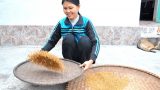 Nam Định: Hồi sinh hạt gạo tiến vua