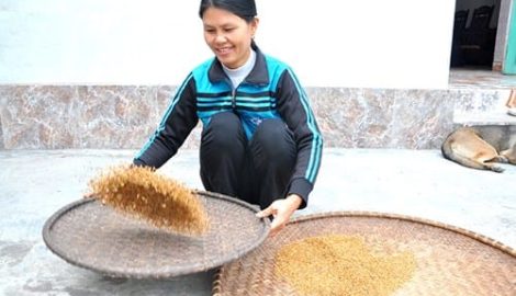 Nam Định: Hồi sinh hạt gạo tiến vua