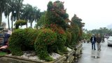 Chiêm ngưỡng 2 cặp kiểng “khủng” hình linh vật