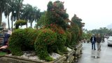 Chiêm ngưỡng 2 cặp kiểng “khủng” hình linh vật