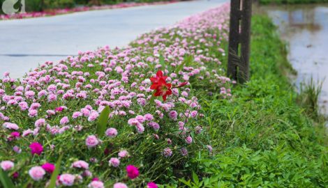 Đẹp ngỡ ngàng những con đường làng rực rỡ màu hoa