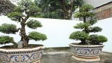 Ngắm cặp khế “vợ chồng” hơn 400 năm tuổi được cho là của vua Gia Long