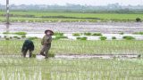Nam Định chật vật vụ mùa do phải gieo cấy lại nhiều lần