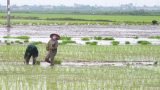 Nam Định chật vật vụ mùa do phải gieo cấy lại nhiều lần