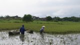 Nam Định: Chất vấn ‘căng’ chuyện mất mùa, ngập lụt