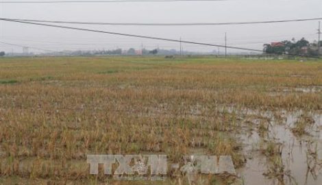 Báo động tình trạng bỏ hoang ruộng đất tại Ý Yên, Nam Định