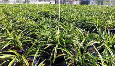 Nam Định: Vườn lan Hoàng Vũ tư nhân lớn nhất Việt Nam