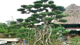 “Siêu thị” cây thế tiền tỷ ở Điền Xá Nam Định