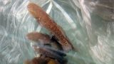 Khám phá ít ai hay về cá bống bớp, đặc sản Nam Định