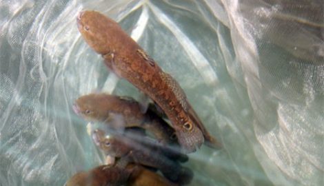 Khám phá ít ai hay về cá bống bớp, đặc sản Nam Định