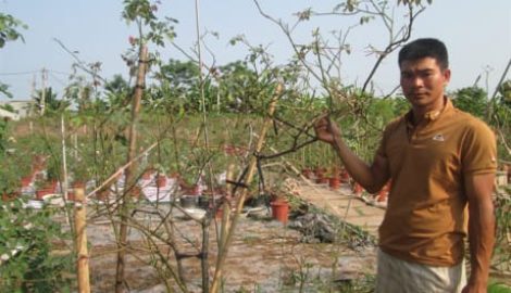 Nam Định: 8X trồng hoa hồng các loại thu tiền tỷ mỗi năm