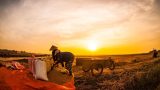 [Thơ] Quê mình giờ nóng lắm phải không Cha
