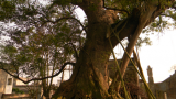 Ý Yên: Chuyện lạ về ‘cụ’ cây quý hiếm 600 tuổi
