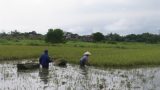 Nam Định: Nông dân tranh thủ ‘vớt vát’ lúa mùa