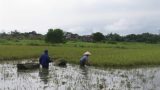 Nam Định: Nông dân tranh thủ ‘vớt vát’ lúa mùa