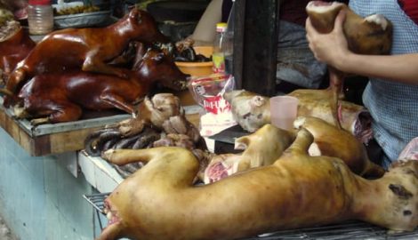 Thịt chó: Ngon ít sợ nhiều!