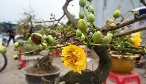 Tết về sớm trên đất cây cảnh Nam Trực Nam Định