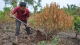Nam Định mất trắng vụ đào, quất