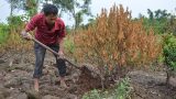 Nam Định mất trắng vụ đào, quất