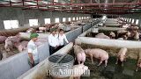 Hải Hậu: Trở thành tỷ phú từ mô hình trang trại