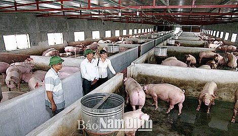 Hải Hậu: Trở thành tỷ phú từ mô hình trang trại