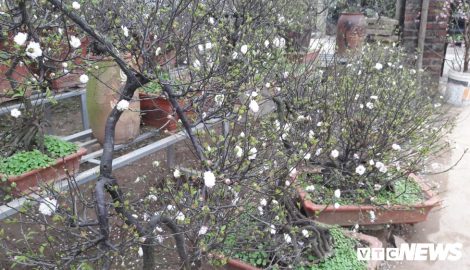 Hoa mai trắng chơi Tết có nguồn gốc từ Nam Định với giá cực ” khủng”