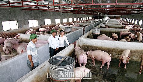 Hải Hậu: Trở thành tỷ phú từ mô hình trang trại