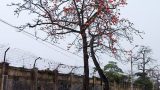 Hoa gạo Thành Nam