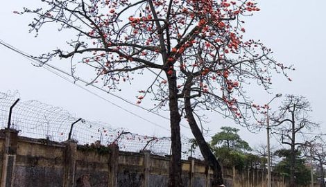 Hoa gạo Thành Nam