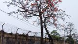 Hoa gạo Thành Nam