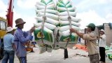 Giá lúa gạo miền Bắc tăng mạnh