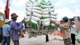 Giá lúa gạo miền Bắc tăng mạnh