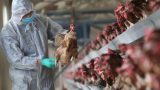 Nam Định : Triển khai quyết liệt các biện pháp phòng, chống bệnh cúm gia cầm A/H5N8
