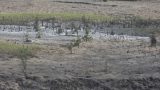 Nghĩa Hưng (Nam Định): Rừng mới trồng chắn sóng ven biển Nam Cồn Xanh chết hàng loạt