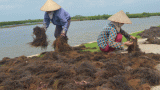 Chiều Ramsar…