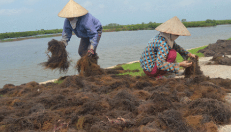 Chiều Ramsar…