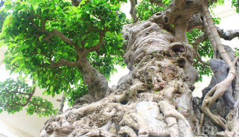 Ngắm cây sanh giá triệu USD có nguồn gốc từ Nam Định