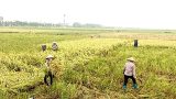 Uỷ ban nhân dân tỉnh triển khai công tác ứng phó với bão số 7 (bão Sarika)